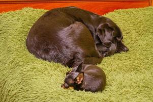 A labrador dog is in focus, and a chihuahua is defocused. Two dogs are sleeping on a green blanket. photo