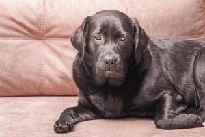 A dog of the Labrador retriever breed lies on a beige sofa. Portrait of a black dog at home. photo