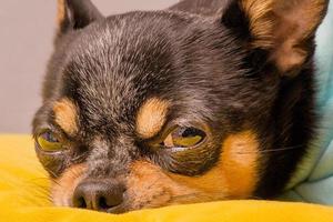 Small breed dog macro photo. A chihuahua on a yellow pillow and in hoodie. An animal, a pet at home. photo