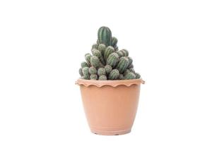 Mammillaria elongata cactus in pot isolated on white background. photo