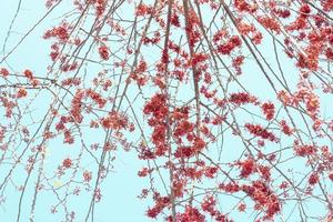 Red flower of Monkey Flower Tree, Fire of Pakistan or Phyllocarpus riedelii bloom on tree in the garden on blue sky background. photo