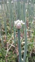 Zwiebel Blume Video kostenlos herunterladen