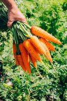 Fresco zanahorias en mano. verano cosecha. jardinería, creciente vegetales en el jardín foto