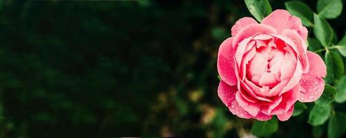 Pink Rose Flowers Blossom Beautiful Banner Website photo