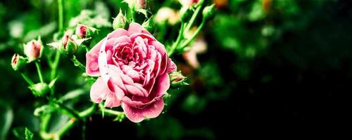 Pink Rose Flowers Blossom Beautiful. Banner image for website photo