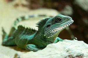 Asian Water Dragon, Physignathus cocincinus photo