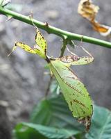 filipino caminando hoja , phyllium filipino foto