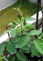 Close-up of red rose buds on the balcony. photo