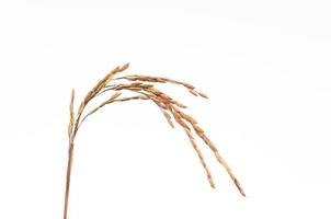 Paddy rice isolated on white background,Growing rice photo