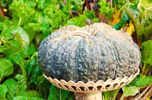 pumpkin put on basket in the garden ,Autumn harvest photo