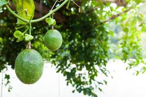 Lots of raw and fresh passion fruit in garden, passion fruit farm photo