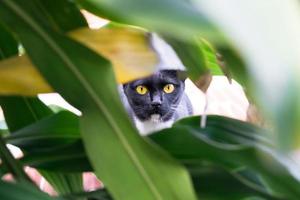 Yellow-eyed black cat hiding in bush, cat hunting photo