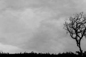 árbol y ramas silueta negro y blanco foto