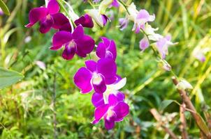 hermosa orquídeas flores Violeta tropical Tailandia son floreciente en el jardín foto