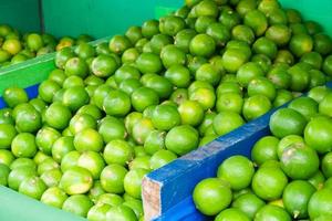 Fresh lemon green skin after harvesting on the floor for distribution.Green fresh limes at maket photo