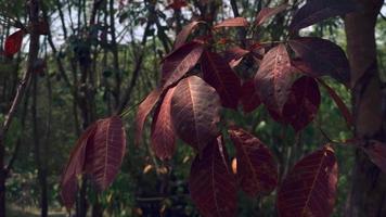 Nature at sunset in summer, leaf in autumn video