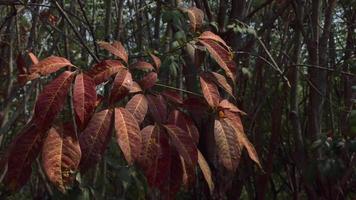 Leaf nature in summer, nature background video