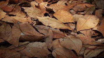 feuille la nature dans été video