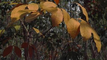 Natur beim Sonnenaufgang im Herbst video