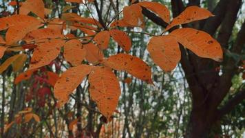 Leaf nature in summer video