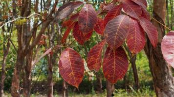 Leaf nature at sunrise in autumn video