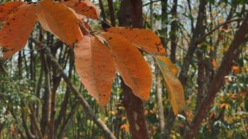 foglia natura nel autunno video