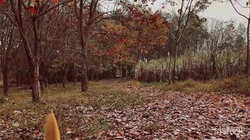 la nature à le coucher du soleil dans été, la nature à lever du soleil dans l'automne video