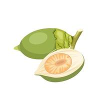 Vector illustration, green betel nut, also known as areca nut, scientific name Areca catechu, isolated on a white background.