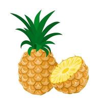 Vector illustration, whole and sliced pineapple fruit, isolated on white background.