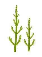 Vector illustration, samphire is also called sea asparagus, sea pickle, or sea bean, isolated on white background.