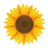 Vector illustration, sunflower isolated on white background.