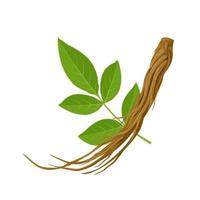 Vector illustration, Dried root of Dong quai, or Angelica sinensis, with green leaves, isolated on white background.