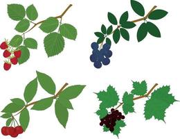 Raspberry, blueberry, cherry and currant branches with leaves and berries vector illustration