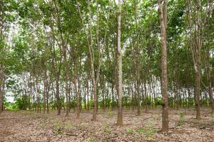 Row of para rubber plantation in South of Thailand,rubber trees photo