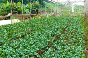 Organic vegetable farm garden,future agriculture for safety food in Northern Thailand photo