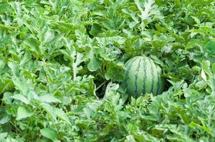 Watermelon on the green watermelon plantation in the summer,Agricultural watermelon field photo