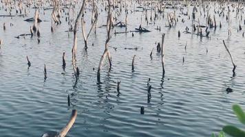Mangrove forest degradation,deterioration mangrove forest is an ecosystem that has been severely degraded or eliminated such to urbanization, and pollution. Take care and protect the mangrove forest. video