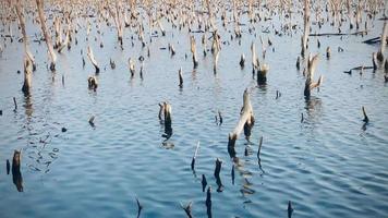 mangrove Woud degradatie, achteruitgang mangrove Woud is een ecosysteem dat heeft geweest ernstig gedegradeerd of geëlimineerd zo naar verstedelijking, en vervuiling. nemen zorg en beschermen de mangrove Woud. video