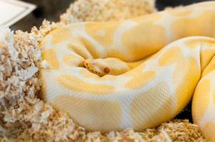 Golden yellow Python snake photo