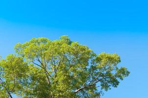 Green big tree with blue sky photo