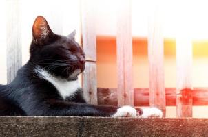 Young cat of a black color on fence ,Animal portrait Black kitten photo