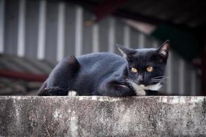 Young cat of a black color on fence ,Animal portrait Black kitten photo