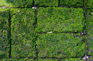 stone wall floor green mos background photo