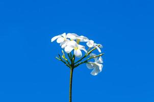 frangipani , plumeria flores en azul cielo foto