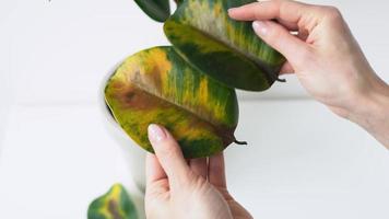 Woman holding and inspection fallen yellow-green ficus elastic leaves in her hands - plant diseases and care. Rubber-bearing with damaged leaves in girl hand. Female holds a broken leaf houseplant. 4k video