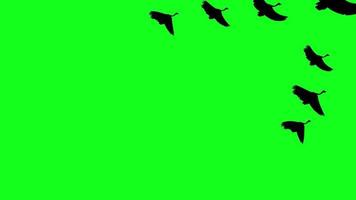 flying birds green screen video 4K HD resolution