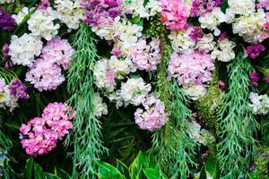 Beautiful Hydrangea flowers wall with variety of flowers for nature background photo