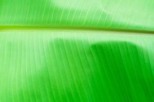 plátano hojas, el hojas de el plátano árbol verde texturizado resumen foto