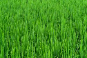 Beautiful  green rice field paddy for background photo