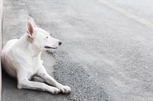 Portrait of white cute dog lying on the ground photo